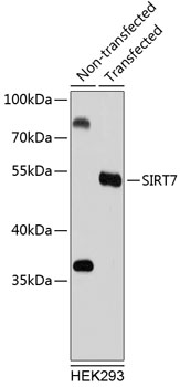 Western blot - SIRT7 Polyclonal Antibody 