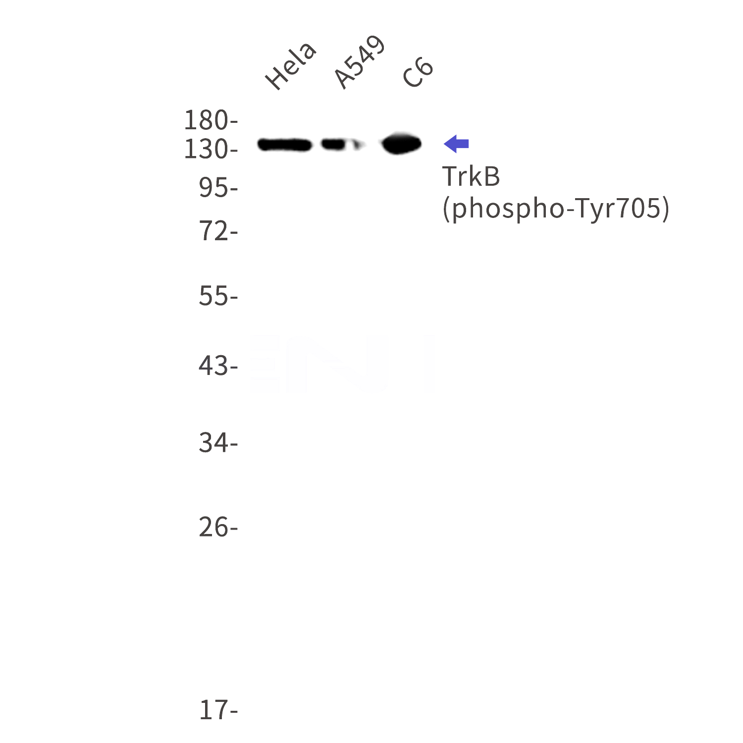 Western blot detection of phospho-TrkB (Tyr705) in Hela,A549,C6 cell lysates using phospho-TrkB (Tyr705) Rabbit mAb(1:1000 diluted).Predicted band size:92kDa.Observed band size:140,90kDa.