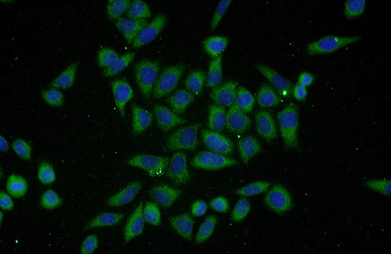 Immunofluorescent analysis of L02 cells using Catalog No:116647(Ubiquilin 1 Antibody) at dilution of 1:50 and Alexa Fluor 488-congugated AffiniPure Goat Anti-Rabbit IgG(H+L)