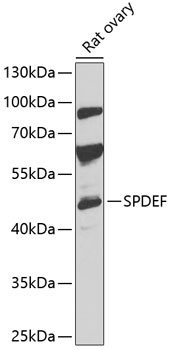 Western blot - SPDEF Polyclonal Antibody 