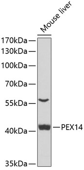 Western blot - PEX14 Polyclonal Antibody 