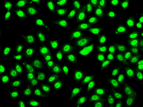 Immunofluorescence - SF3B2 Polyclonal Antibody 