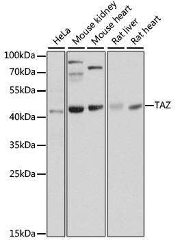 Western blot - TAZ Polyclonal Antibody 