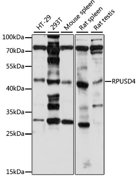 Western blot - RPUSD4 Polyclonal Antibody 