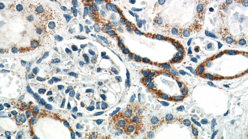 Immunohistochemistry of paraffin-embedded human kidney slide using Catalog No:115995(TFAM Antibody) at dilution of 1:50