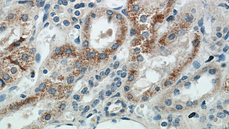 Immunohistochemical of paraffin-embedded human kidney using Catalog No:112731(MOGAT2 antibody) at dilution of 1:50 (under 40x lens)