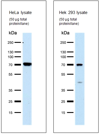 WB result of FASTKD3 antibody (Catalog No:110531, 1:200) with HeLa and 293 cell lysate by Maciej Szewczyk University of Warsaw.