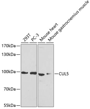 Western blot - CUL5 Polyclonal Antibody 