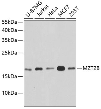 Western blot - MZT2B Polyclonal Antibody 