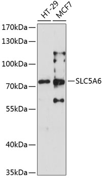 Western blot - SLC5A6 Polyclonal Antibody 