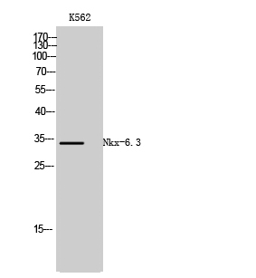 Fig1:; Western Blot analysis of K562 cells using Nkx-6.3 Polyclonal Antibody cells nucleus extracted by Minute TM Cytoplasmic and Nuclear Fractionation kit (SC-003,Inventbiotech,MN,USA).