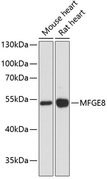 Western blot - MFGE8 Polyclonal Antibody 