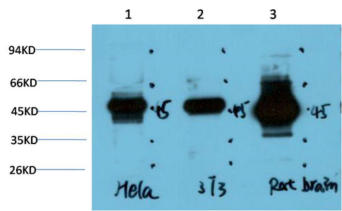 Western blot analysis of 1) Hela Cell Lysate, 2) 3T3 Cell Lysate, 3) Rat Brain Tissue Lysate using GSK3β Mouse mAb diluted at 1:1000.