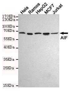Western blot analysis of extracts from Hela,Ramos,HepG2,MCF7 and Jurkat cell lysates using AIF mouse mAb (1:1000 diluted).Predicted band size:67KDa.Observed band size:67KDa.