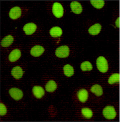 Immunocytochemistry of HeLa cells using Ku80 mouse mAb (dilution 1:100).