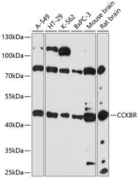 Western blot - CCKBR Polyclonal Antibody 
