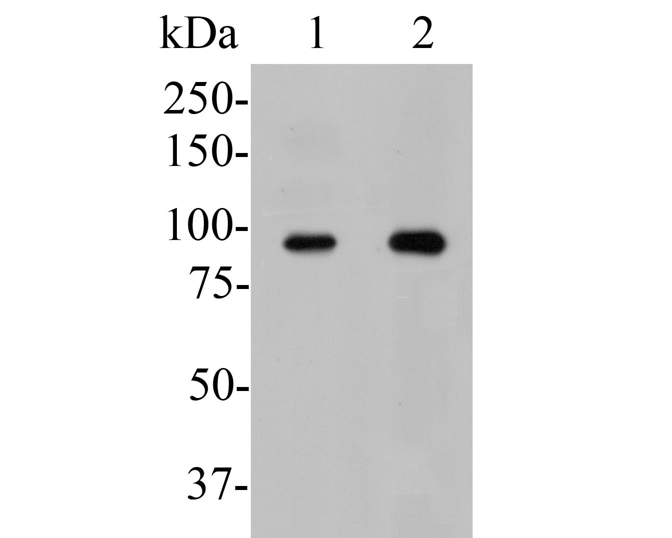 Fig1:; Western blot analysis of USP29 on different lysates. Proteins were transferred to a PVDF membrane and blocked with 5% BSA in PBS for 1 hour at room temperature. The primary antibody ( 1/500) was used in 5% BSA at room temperature for 2 hours. Goat Anti-Rabbit IgG - HRP Secondary Antibody (HA1001) at 1:5,000 dilution was used for 1 hour at room temperature.; Positive control:; Lane 1: THP-1 cell lysate; Lane 2: Rat testis tissue lysate