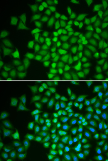 Immunofluorescence - COPS5 Polyclonal Antibody 