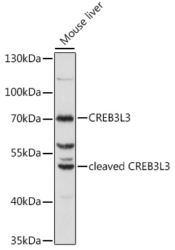 Western blot - CREB3L3 Polyclonal Antibody 