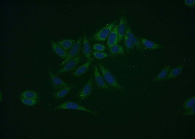 Immunofluorescent analysis of (-20oc Ethanol) fixed HepG2 cells using Catalog No:115073(SDSL Antibody) at dilution of 1:50 and Alexa Fluor 488-congugated AffiniPure Goat Anti-Rabbit IgG(H+L)