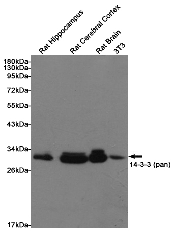 Western blot detection of 14-3-3 (pan) in Rat Hippocampus, Rat Cerebral Cortex and Rat Brain lysates using 14-3-3 (pan) Rabbit pAb (1:500 diluted). Predicted band size: 27~29KDa. Observed band size:27~29KDa.