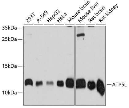Western blot - ATP5L Polyclonal Antibody 