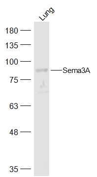 Fig1: Sample:; Lung (Mouse) Lysate at 40 ug; Primary: Anti-Sema3A at 1/500 dilution; Secondary: IRDye800CW Goat Anti-Rabbit IgG at 1/20000 dilution; Predicted band size: 86 kD; Observed band size: 86 kD