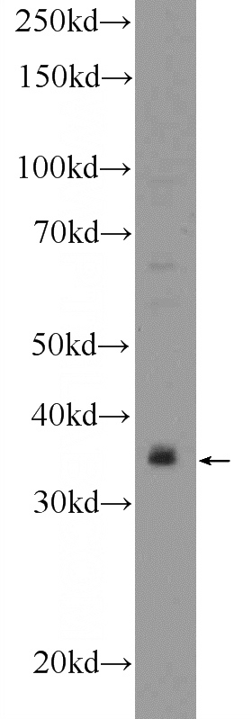 RAW 264.7 cells were subjected to SDS PAGE followed by western blot with Catalog No:110098(DNAJB7 Antibody) at dilution of 1:300