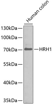 Western blot - HRH1 Polyclonal Antibody 