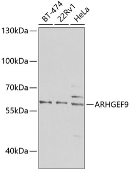 Western blot - ARHGEF9 Polyclonal Antibody 