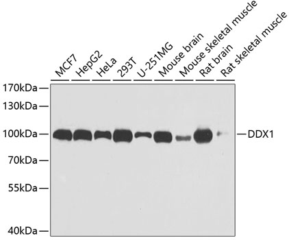 Western blot - DDX1 Polyclonal Antibody 