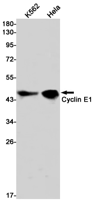 Western blot detection of Cyclin E1 in K562,Hela cell lysates using Cyclin E1 Rabbit pAb(1:1000 diluted).Predicted band size:47kDa.Observed band size:47kDa.