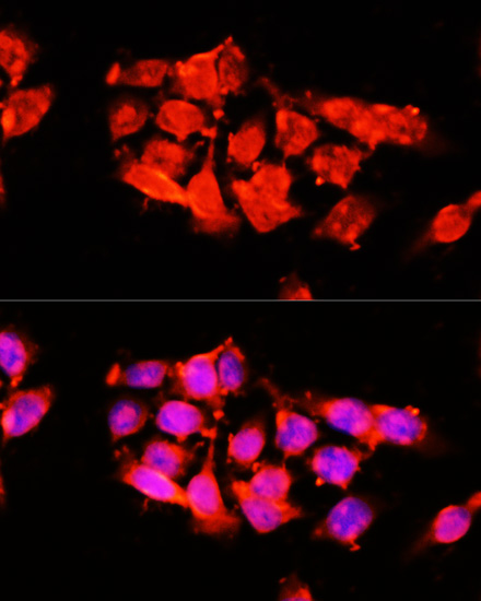 Immunofluorescence - A1BG Polyclonal Antibody 