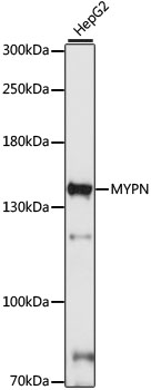 Western blot - MYPN Polyclonal Antibody 