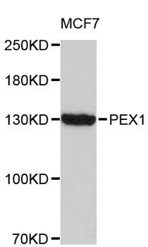 Western blot - PEX1 Polyclonal Antibody 