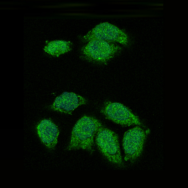 Immunofluorescent analysis of Hela cells, using IKB alpha Antibody .