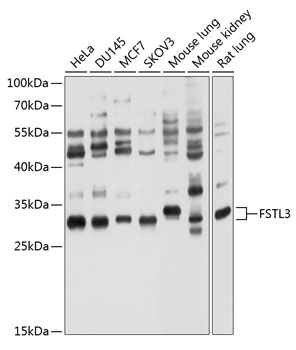 Western blot - FSTL3 Polyclonal Antibody 