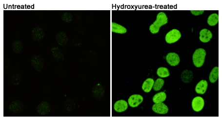 Immunofluorescent analysis of Phosphorylation of H2A.X at Serine 139 in 3T3 or Hydroxyurea-treated 3T3 cells using Phospho-Histone H2A.X (Ser139) mouse mAb (1:400).