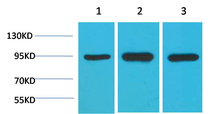 Western blot analysis of 1) Hela, 2)Mouse Brain Tissue, 3) Rat Brain Tissue with HSP90 a Mouse mAb diluted at 1:2,000.