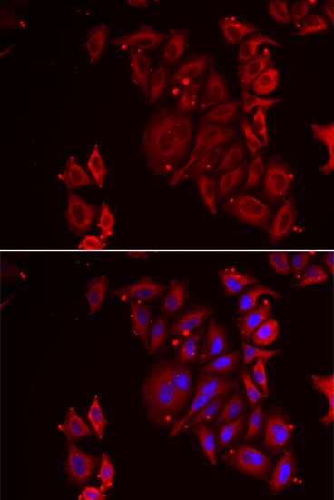 Immunofluorescence - PAICS Polyclonal Antibody 