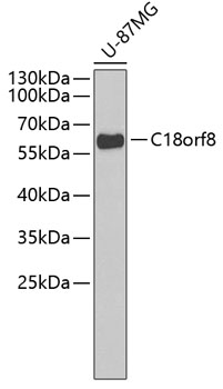 Western blot - C18orf8 Polyclonal Antibody 