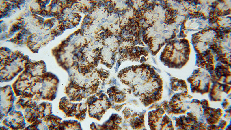 Immunohistochemical of paraffin-embedded human pancreas using Catalog No:110898(GCAT antibody) at dilution of 1:100 (under 40x lens)