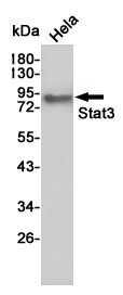 Western blot detection of Stat3 in Hela cell lysates using Stat3 mouse mAb (1:1000 diluted).Predicted band size:88KDa.Observed band size:88KDa.