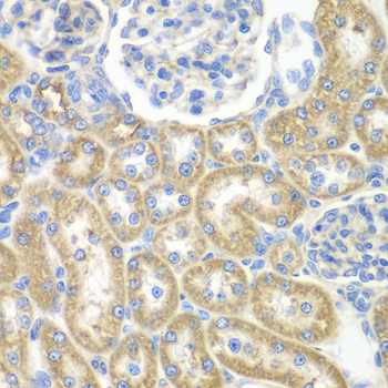 Immunohistochemistry - GNAI2 Polyclonal Antibody 