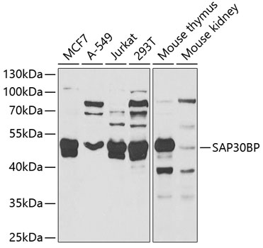 Western blot - SAP30BP Polyclonal Antibody 