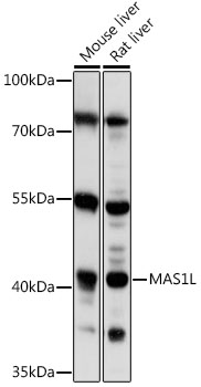 Western blot - MAS1L Polyclonal Antibody 