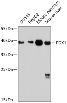 Western blot - PDX1 Polyclonal Antibody 