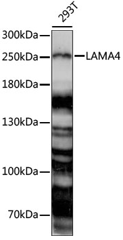 Western blot - LAMA4 Polyclonal Antibody 