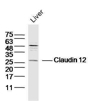 Fig1: Sample:Liver (Mouse) Lysate at 40 ug; Primary: Anti-Claudin 12 at 1/300 dilution; Secondary: IRDye800CW Goat Anti-Rabbit IgG at 1/20000 dilution; Predicted band size: 24kD; Observed band size: 26kD