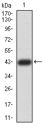 Fig1: Western blot analysis of ZFP91 on human ZFP91 recombinant protein using anti-ZFP91 antibody at 1/1,000 dilution.